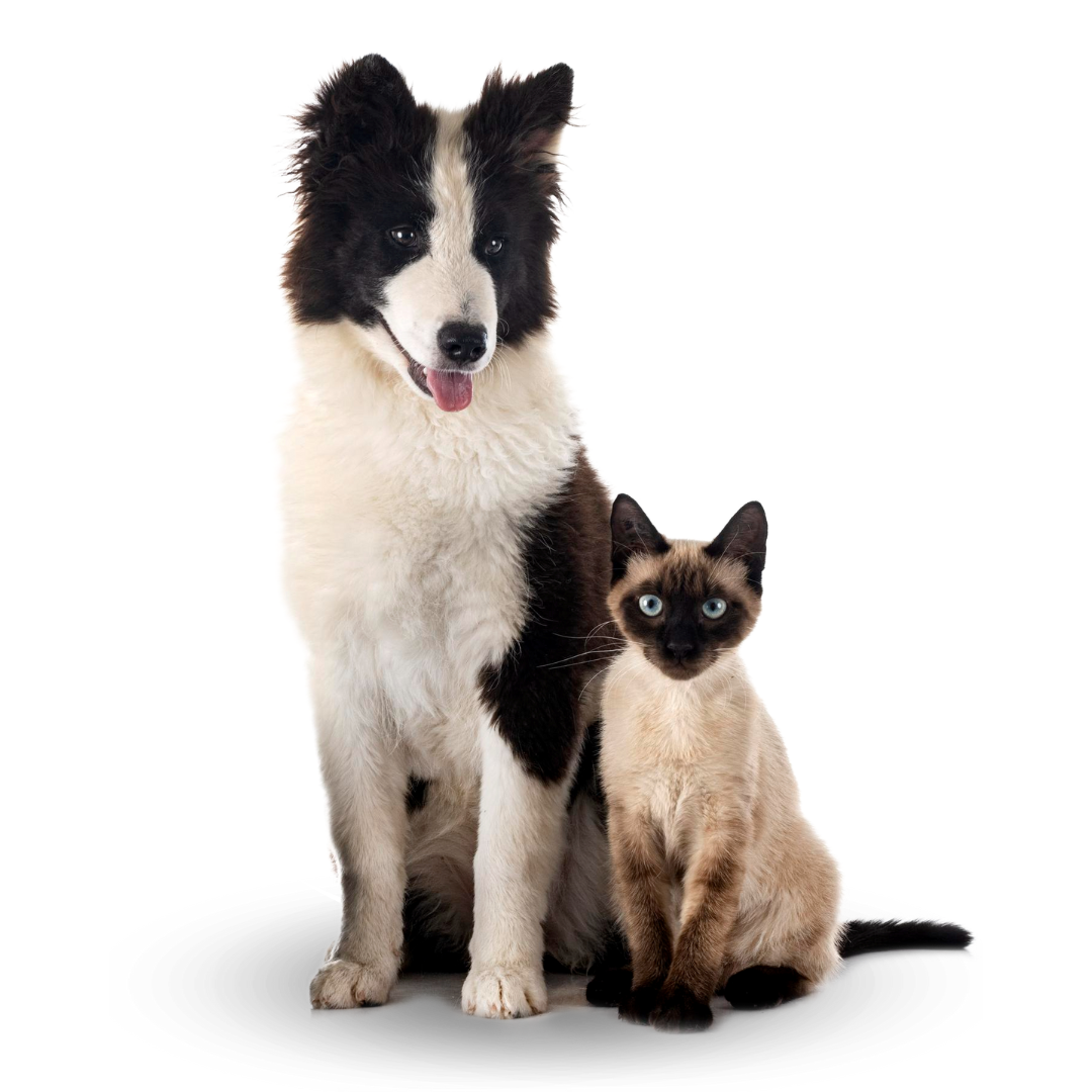 Plan Preventivo Veterinario